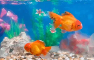 come traslocare un acquario