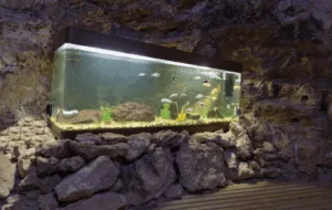 trasloco acquario